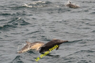 Photo 6x4 Dolphins in the Minch A' Chill Common dolphins in the waters be c2015