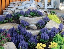 Live Blueberry Muffin BUGLEWEED Plant + AJUGA Reptans - [Pint