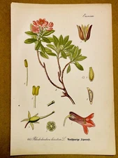 1886 ANTIQUE PICTURES LITHOGRAPH ART PRINT BOTANY FLOWER FLORA NATURE DECO PO...