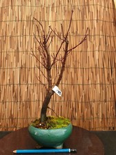 Bonsai di Acero Atropurpureum h 37cm Visita il mio negozio!
