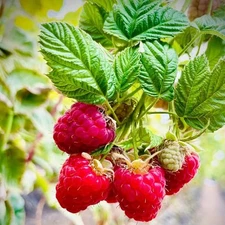 1 - ARKANSAS RED Live Raspberry Plant - 1-2 yr Old - Pruned & Ready for Planting