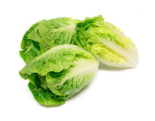 120 Graines de Laitue sucrine Méthode BIO salade légume potager