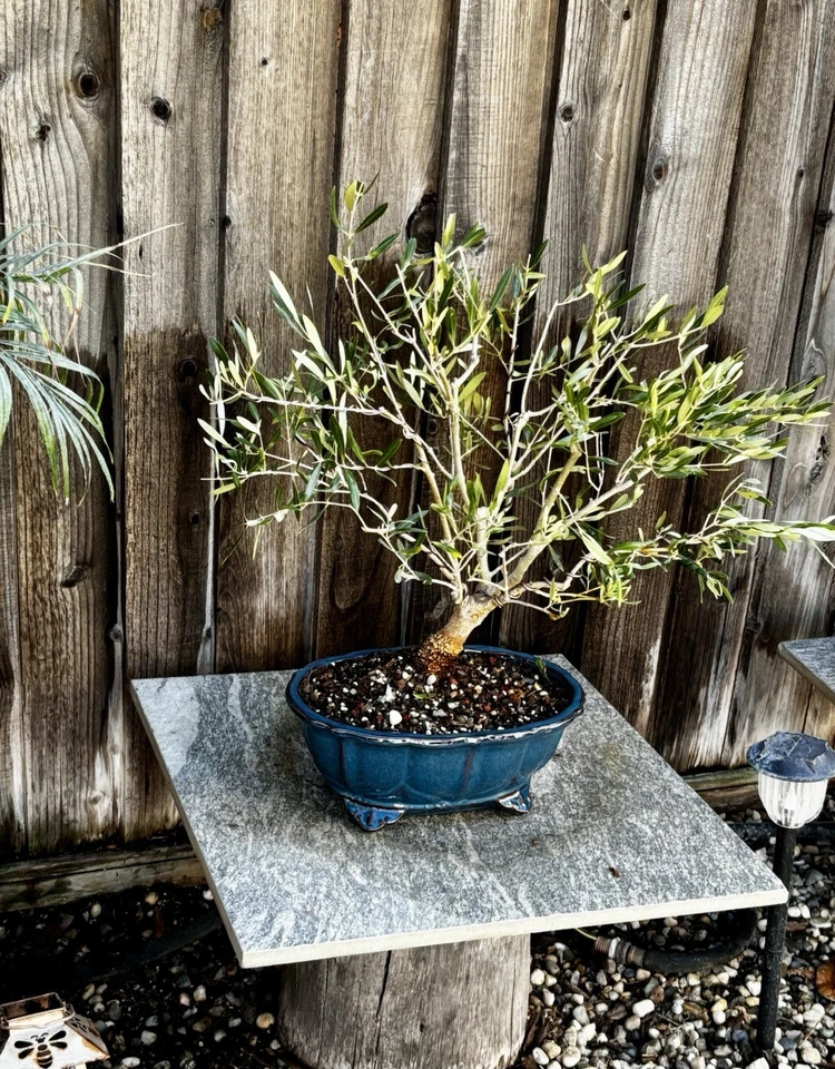 XXL 28 AÑOS OLIVO BONSAI - Tronco de 2 1/2 pulgadas - ENVÍO GRATUITO Foto 3 de 4