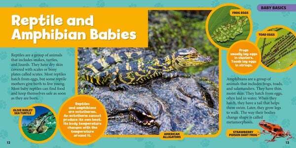 Thumbnail - Mein Großes Buch Der Tierbabys