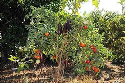 SOLANUM CHRYSOTRICHUM SEEDS EGGPLANT PLANT 50 SEEDS - Picture 3 of 6