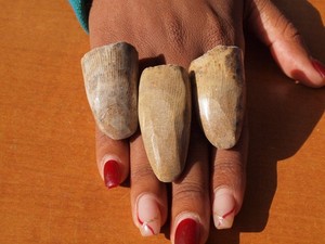 Set of 3 Polished Theropod Dinosaur Fossil Teeth 100 Million Years Old