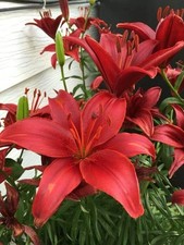 Asiatic lily Lilium Imported Flower Bulbs Red Pack of 2 bulbs