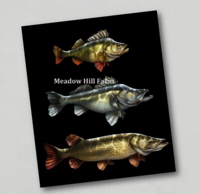 Kühlschrankmagnet Barsch Hecht Zander Süßwasserfische Friedfisch Spinner Raubfischangeln