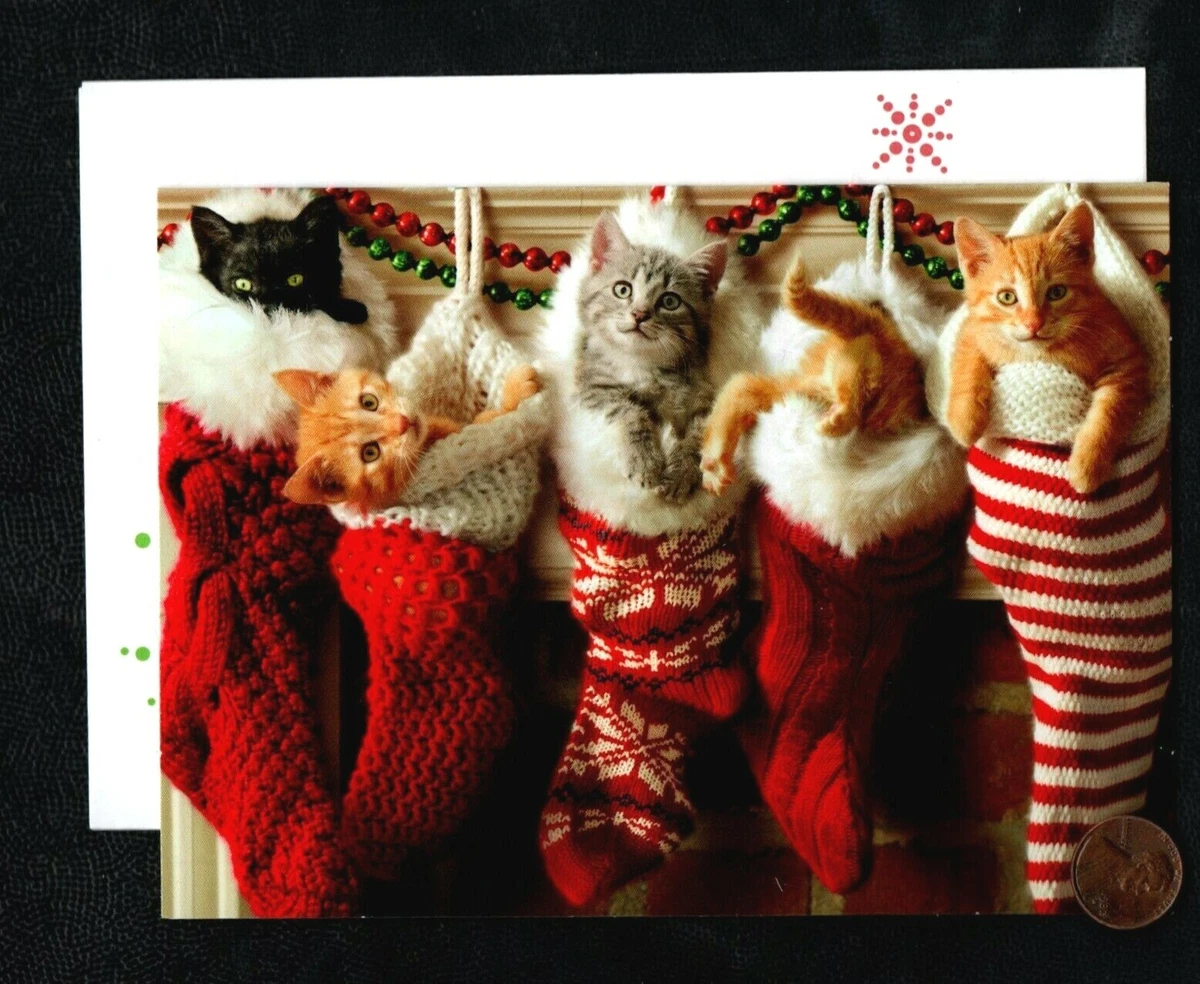 Cute christmas clearance kitten
