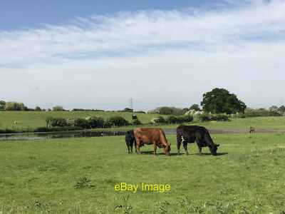 Photo 12x8 Cattle at Pump House Flash Ettiley Heath This lies to the south c2018
