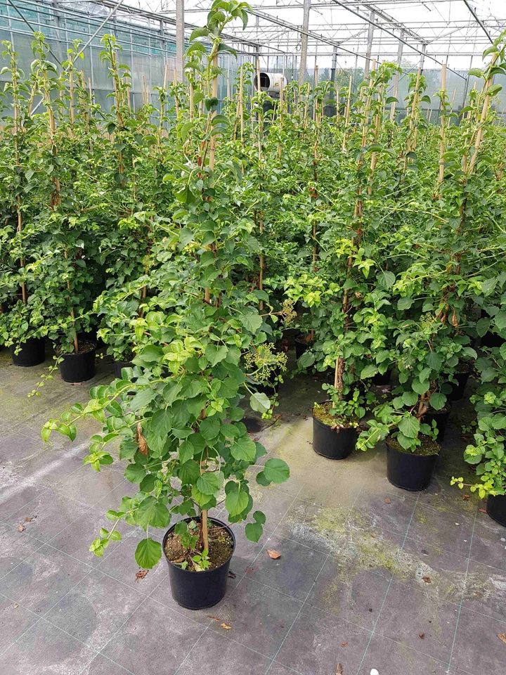 Kletterhortensie - Hydrangea petiolaris (Höhe: 150-160 cm), weiße Blüte - Bild 1 von 1