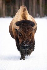 Bull Bison near Midway Geyser Basin, Yellowstone National Park + Free Shipping