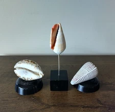 Set of Three Sea Shell Specimens on Base Tiger Cowrie Alphabet Shell