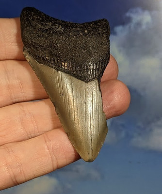 Megalodon Hai Fossil Zahn. 80mm. Verpackt. Wie abgebildet.  12-15 Millionen Jahre alt.