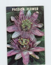 Cartolina Fiore della Passione