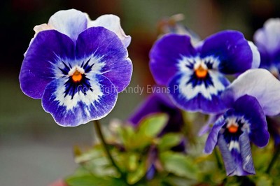 Blauviolett-weiß Stiefmütterchen Bratsche Sommer Blume Foto Bild Poster Druck