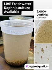 2000 Live Daphnia Moina Culture  Fresh Live Fish Food Ships Same Business Day