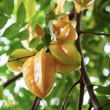 Averrhoa Carambola 20 Seeds / Star Fruit Seeds - US SELLER - FLORIDA GROWN 