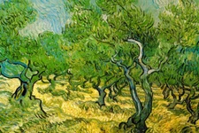 Vincent van Gogh Olive Orchard Cool Wall Decor Art Print Poster 18x12