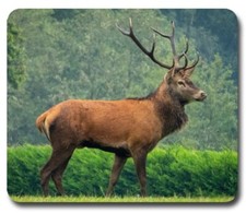 BULL ELK IN FOREST  Mousepad / PC Mouse Pad  Gift for Hunting Outdoors Canada