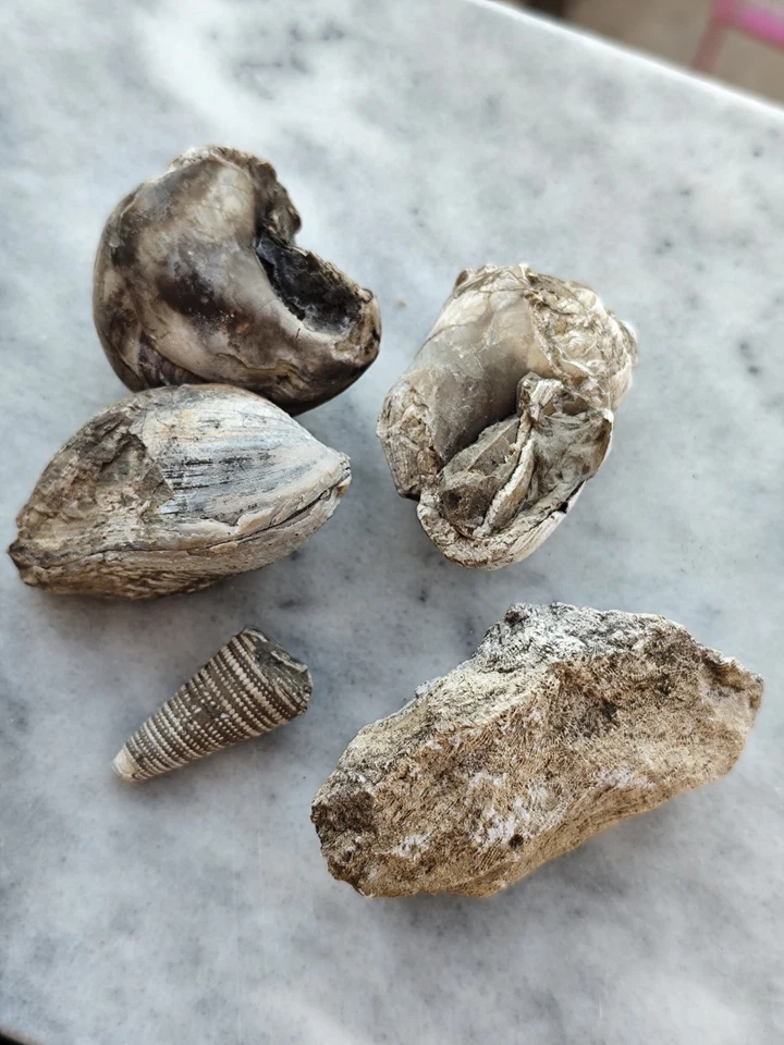Small Fossil Collection - Turritella, Coral, Shell, Gastropod - Image 3 of 3