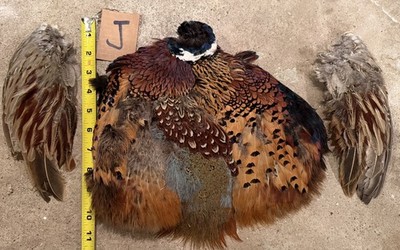 Rooster RINGNECK PHEASANT Skin 2 Wings FLY TYING Material Crafts Jewelry Salmon