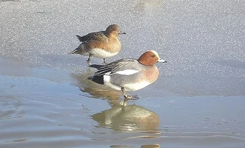 Primos Hunting 839 Duck Call, Power Drake & Duck Whistle - Image 4 of 4