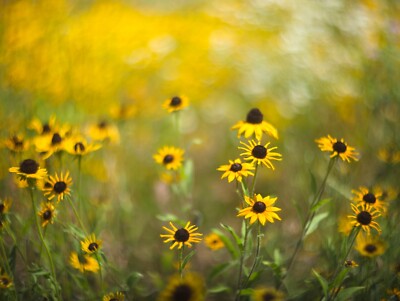 Micro Four Thirds Fit Helios 44-2 Objektiv Vintage Legendary Swirly Bokeh sehr guter Zustand