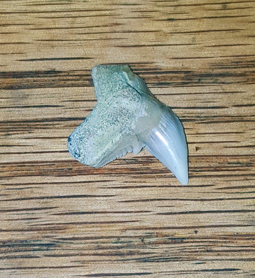 Nice Physogaleus contortus Sharktooth Hill Tiger Shark tooth Miocene 039