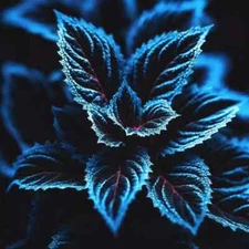 Coleus Seeds – Rare Blue, Black, and Green Foliage 20pcs – Unique Garden Accent