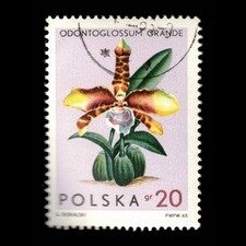 Poland, Scott 1346, Flower, 1965, used, 113301