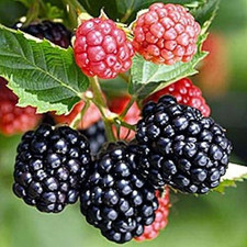 3 Blackberry Plants "Triple Crown"-Thornless(Pack of 3 Lrg Plug Plants)Zone