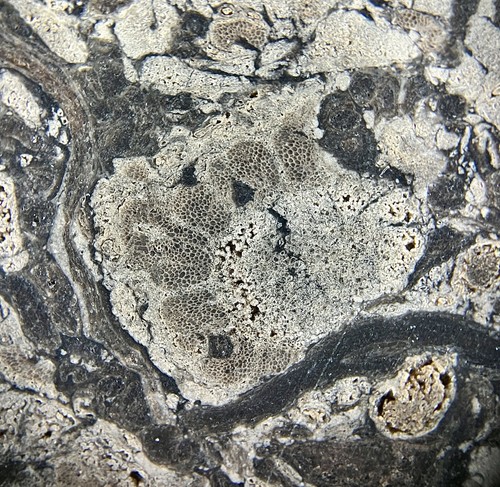 Stunning OSMUNDA fossil fern with ingrown tree root !! from Trimmelkam Austria - Picture 10 of 11