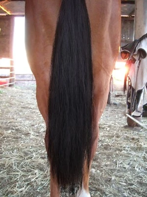 DOUBLE BLACK Horse False Tail Genuine OZ 90CM 35“ False Tail 360g EXTENDED AUST - Bild 1 von 4