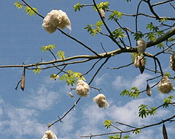 21 Тайский свернутый матрас подушка кемпинг день кровать kapok100% 79 «x 30» x 2» массажный коврик - Изображение 2 из 3