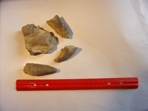 4 Prehistoric Fossilized Horn Coral - $13 s/h