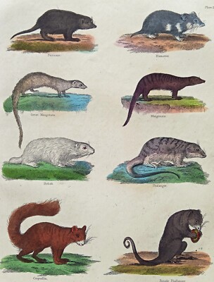 Eichhörnchen Mongoose Hamster Druck: handfarbig antike Gravur viktorianisch um 1856