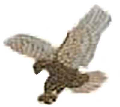 Pack of 50 Flying Eagle W/ White Wings Bike Motorcycle Hat Cap Lapel Pin HP4986