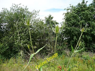 Photo 6x4 Teasel flowers off Elland Footpath 25 These were probably grown c2014