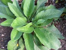 Russian Comfrey (Bocking 14) 5+ Root Cuttings 3/4-1.5 inch long Beyond Organic