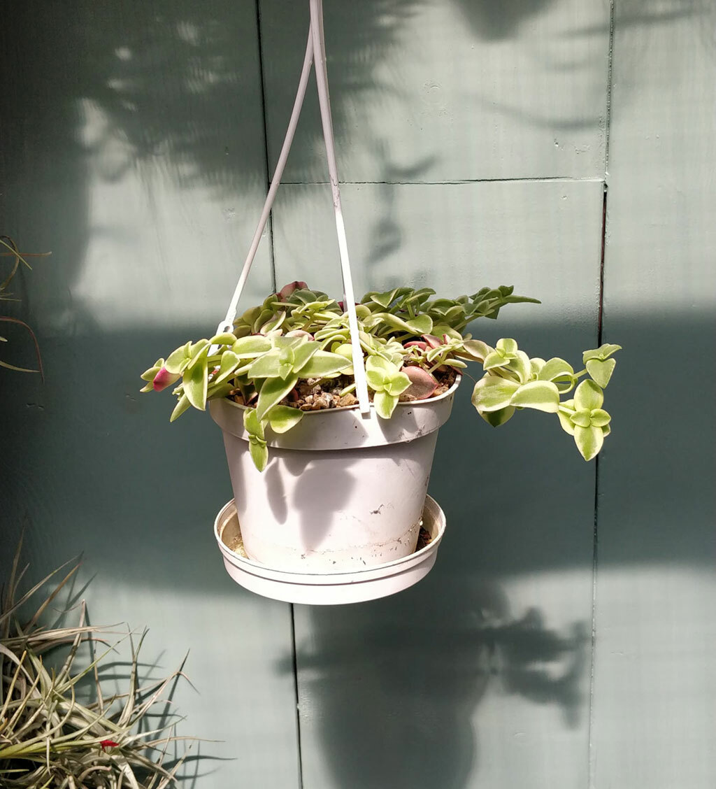 Picture 6 of 7
