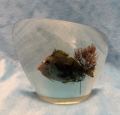   Vintage Tarax Infinity Taxidermy Acrylic Clear Paperweight REAL Tropical FISH