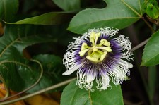 Passiflora Edulis Maracuja pianta rampicante in vaso  9 cm