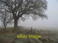Photo 6x4 Hungry sheep Bedstone Midwinter and the grazing is lean. Shee c2007