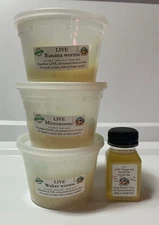 4oz each Microworms, Banana worms, Walter Worms, Vinegar Eel culture WITH CUPS