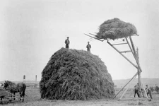 Farmers harvesting alfalfa on a farm in South Dakota c1930s 6x4" Photo