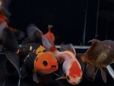 2 Assorted Thailand Oranda Goldfish - 2.5"-3"