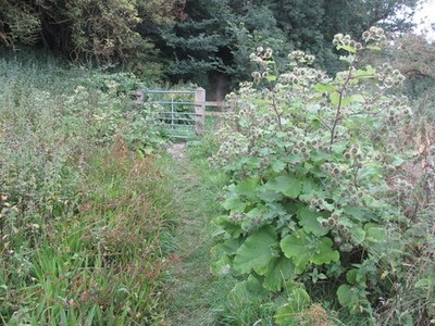 Foto A2 Wildvegetation Arundel Öffentlicher Fußweg 2238 nach Burpham. c2013