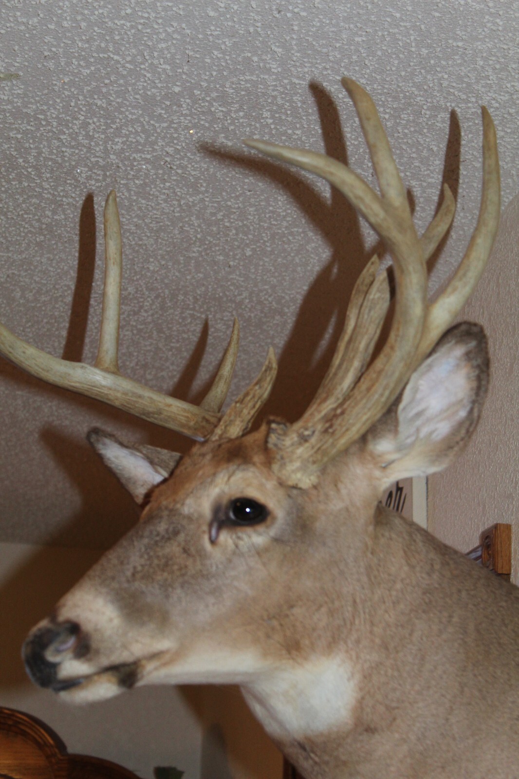 Whitetail Deer Head Shoulder Mount Taxidermy Cape Shed Antler Hunt Mule Rack