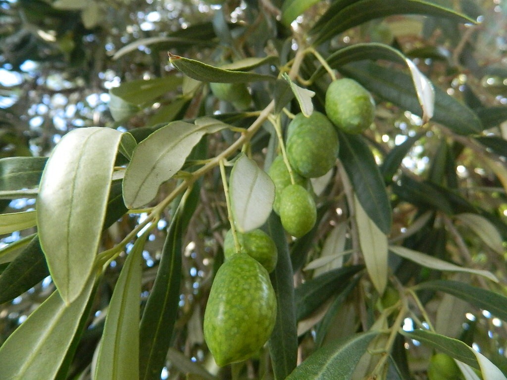 ORGANIC KALAMATA OLIVE UNROOTED CUTTING FROM 35+ YR OLD TREE